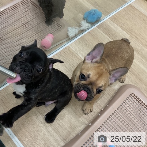 フレンチ・ブルドッグの写真