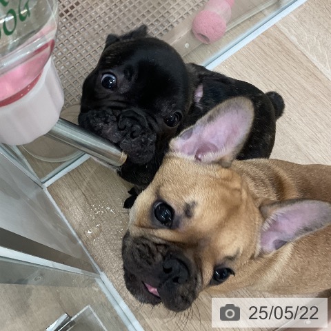 フレンチ・ブルドッグの写真
