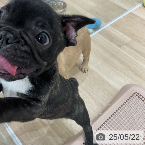 フレンチ・ブルドッグの写真