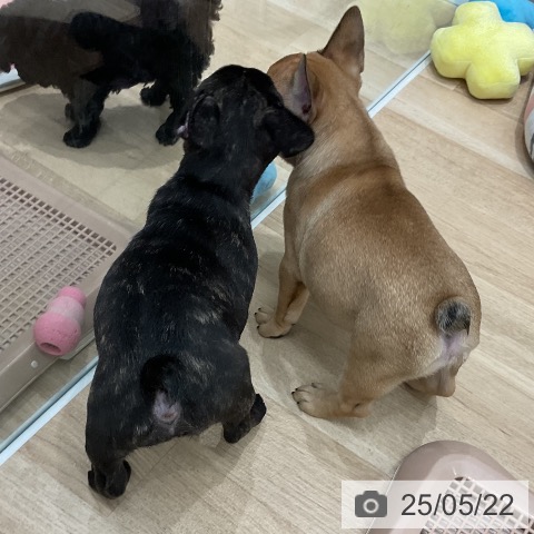 フレンチ・ブルドッグの写真