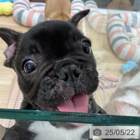 フレンチ・ブルドッグの写真