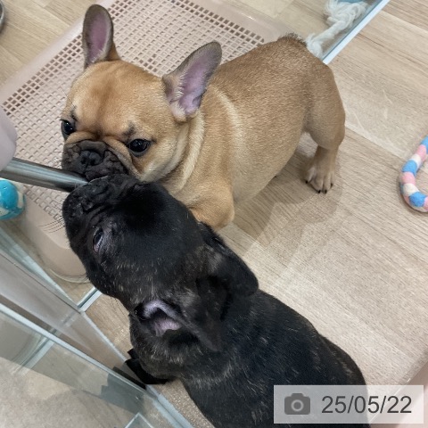 フレンチ・ブルドッグの写真