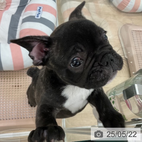 フレンチ・ブルドッグの写真