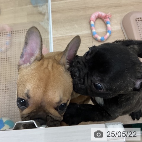 フレンチ・ブルドッグの写真