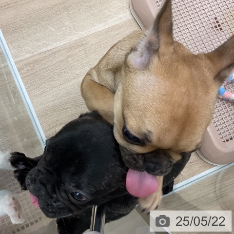 フレンチ・ブルドッグの写真