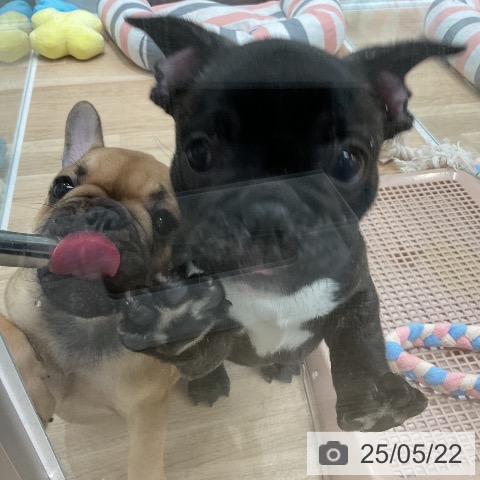 フレンチ・ブルドッグの写真