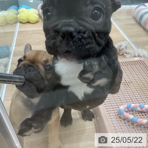 フレンチ・ブルドッグの写真