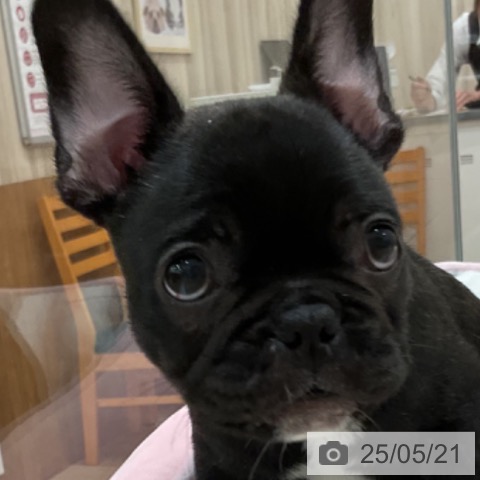 フレンチ・ブルドッグの写真