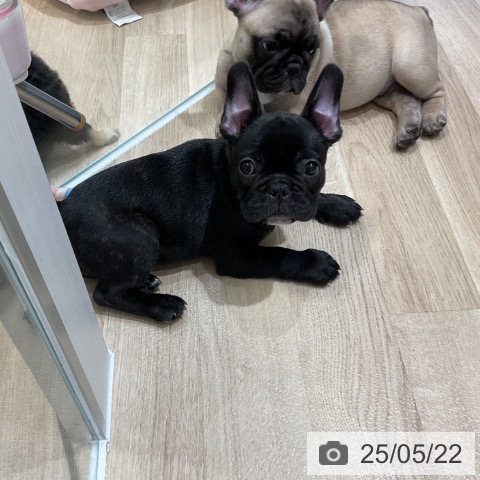 フレンチ・ブルドッグの写真