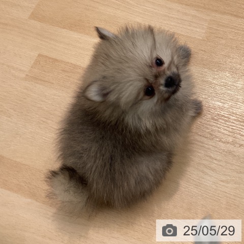 ポメラニアンの写真