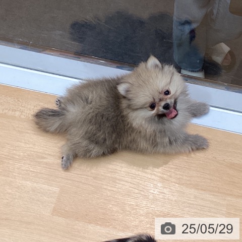 ポメラニアンの写真