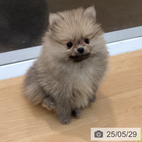 ポメラニアンの写真