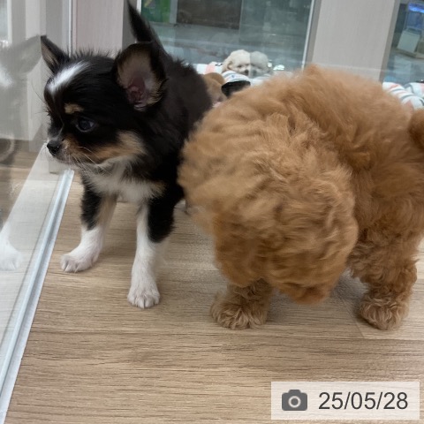 チワワの写真