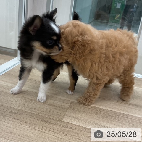 チワワの写真