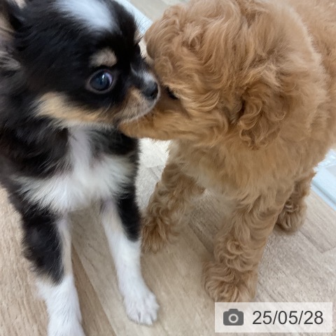 チワワの写真
