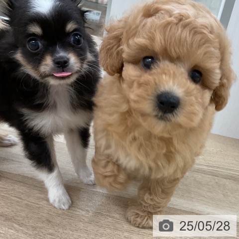 チワワの写真