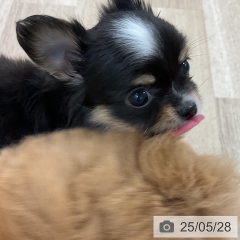 チワワの写真