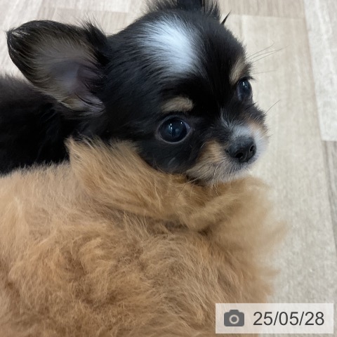 チワワの写真