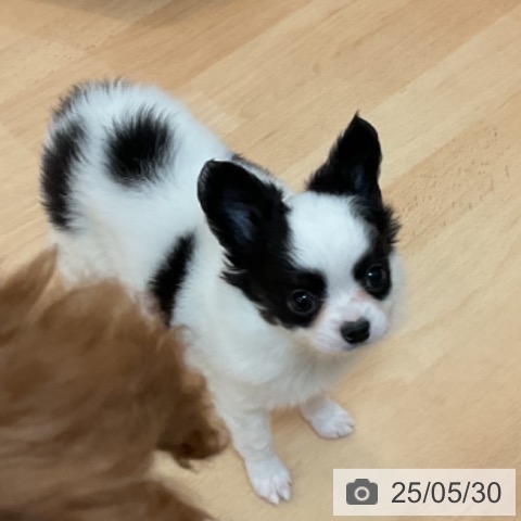 チワワの写真