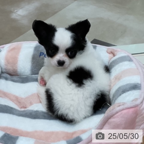 チワワの写真