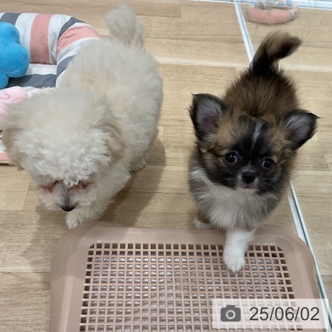 チワワの写真