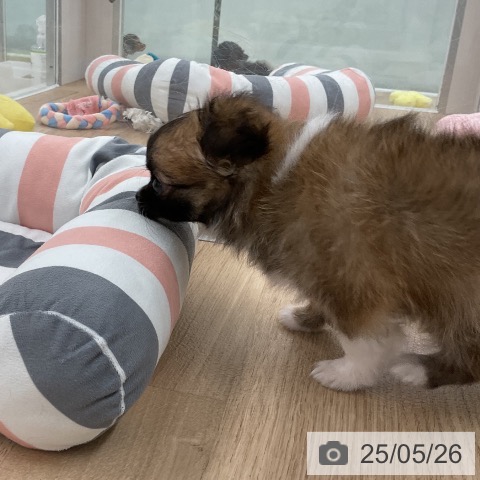 チワワの写真
