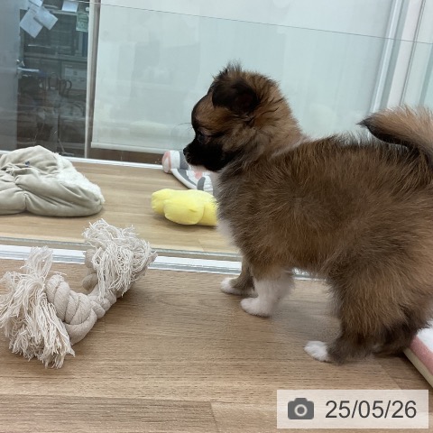 チワワの写真
