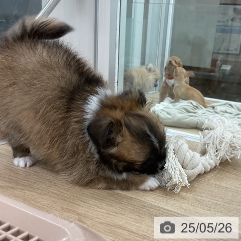 チワワの写真