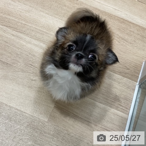 チワワの写真