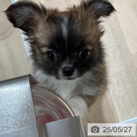 チワワの写真