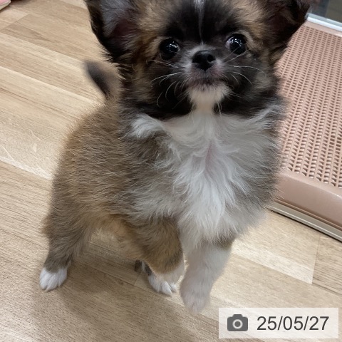チワワの写真