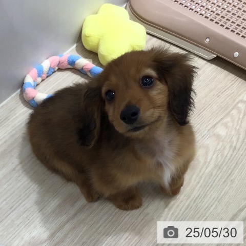 ミニチュア・ダックスフンドの写真