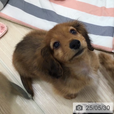 ミニチュア・ダックスフンドの写真