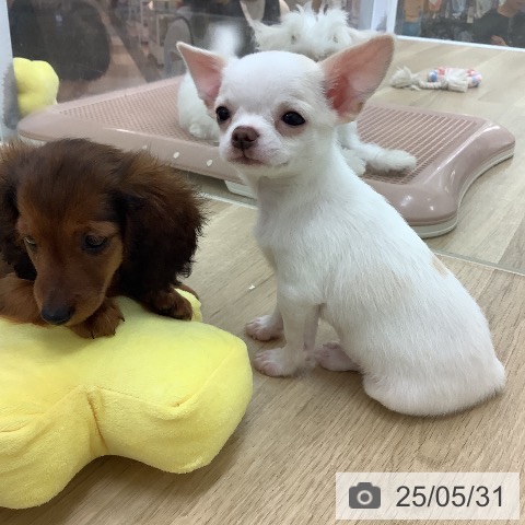 チワワの写真