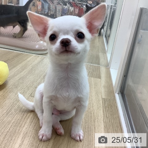 チワワの写真
