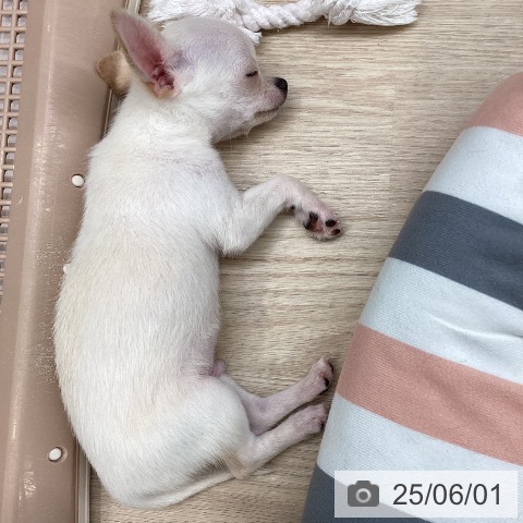 チワワの写真