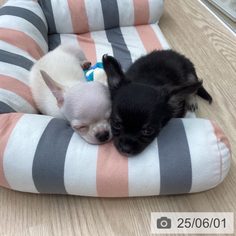 チワワの写真