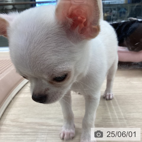チワワの写真