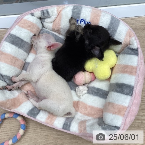 チワワの写真