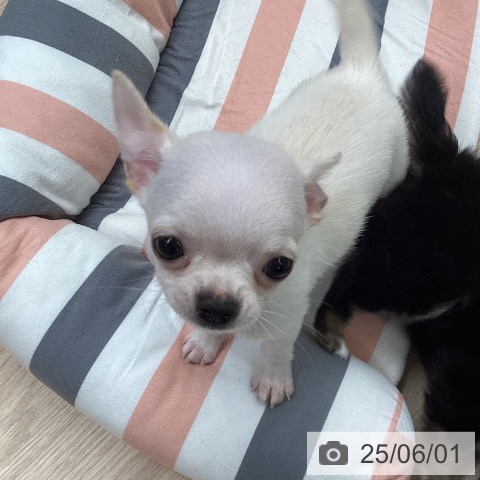 チワワの写真
