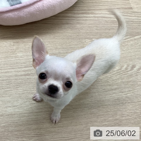 チワワの写真