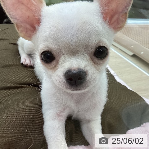 チワワの写真