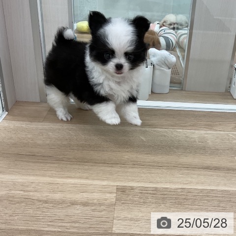 チワワの写真