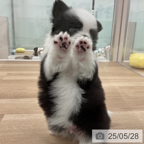 チワワの写真