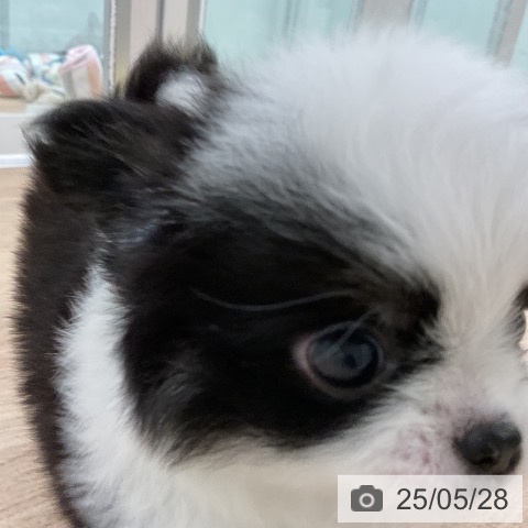チワワの写真