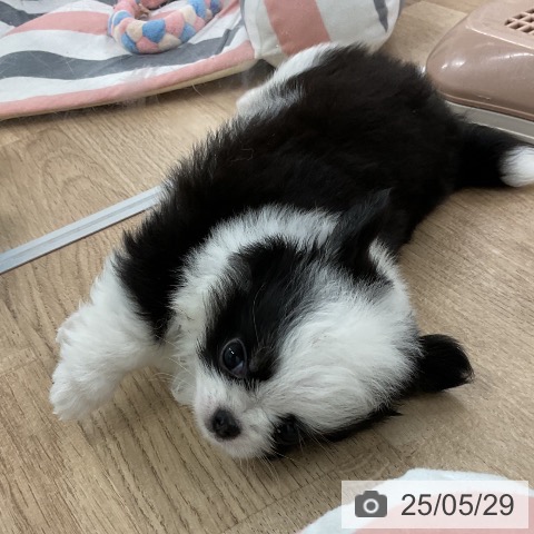 チワワの写真