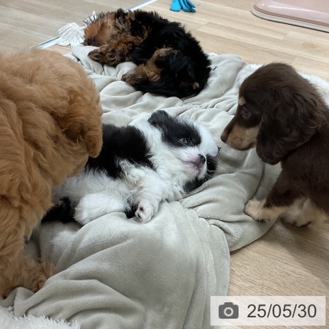 チワワの写真