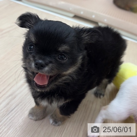 チワワの写真