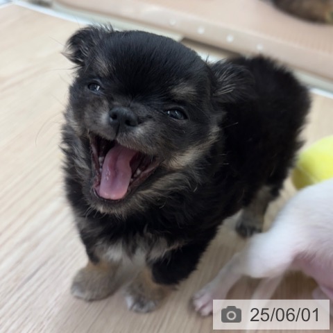 チワワの写真