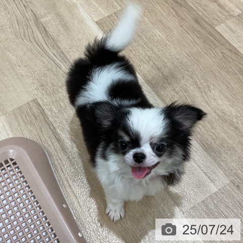 チワワの写真